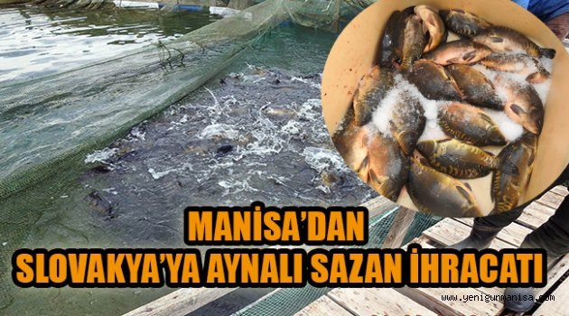 MANİSA’DAN SLOVAKYA’YA AYNALI SAZAN İHRACATI