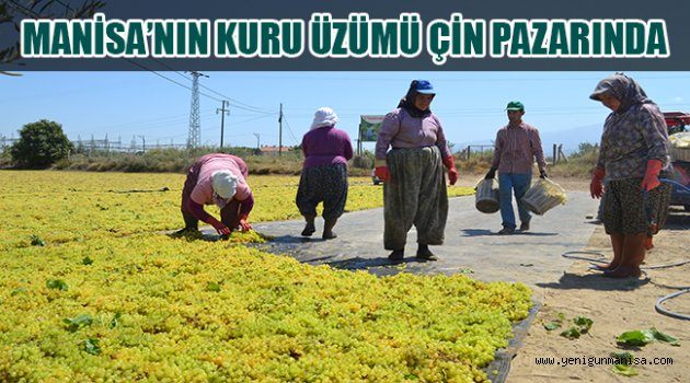 MANİSA’NIN KURU ÜZÜMÜ ÇİN’E GİDECEK