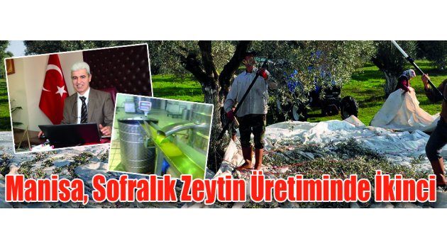 Manisa, Sofralık Zeytin Üretiminde İkinci