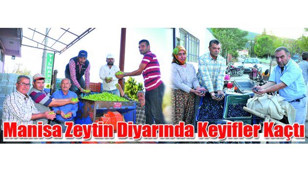 Manisa Zeytin Diyarında Keyifler Kaçtı