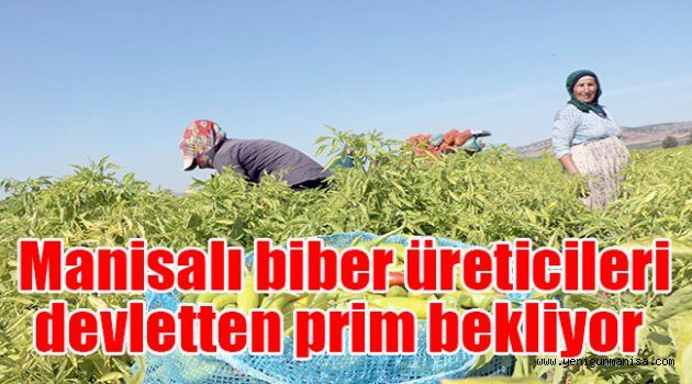 Manisalı biber üreticileri devletten prim bekliyor