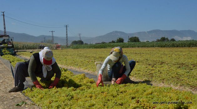 MANİSALI ÜZÜM ÜRETİCİLERİ  FİYAT BEKLİYOR