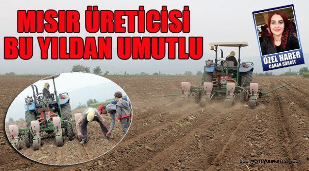 MISIR ÜRETİCİSİ BU YILDAN UMUTLU