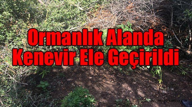 Ormanlık alanda kenevir ele geçirildi