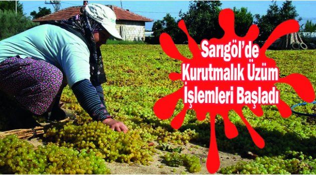 Sarıgöl’de Kurutmalık Üzüm İşlemleri Başladı