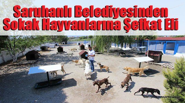 Saruhanlı Belediyesinden Sokak Hayvanlarına Şefkat Eli