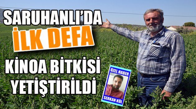 SARUHANLI’DA İLK DEFA KİNOA BİTKİSİ YETİŞTİRİLDİ