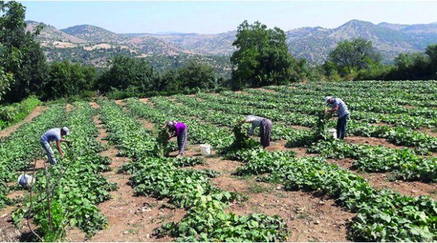 Selendi Tarımı Büyükşehir’le Canlanıyor