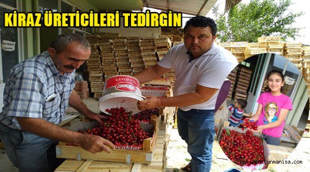 SELENDİLİ KİRAZ ÜRETİCİLERİ TEDİRGİN