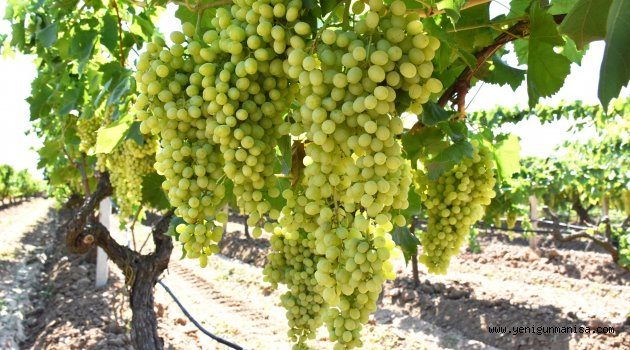 Superior Seedless” Çeşidi İçin 2019 Yılı Hasat, Toplama ve İhraç Tarihleri Belirlendi