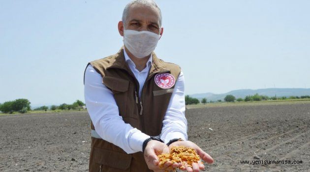 TADIYLA ÜNLÜ KIRKAĞAÇ KAVUNU TOPRAKLA BULUŞTU