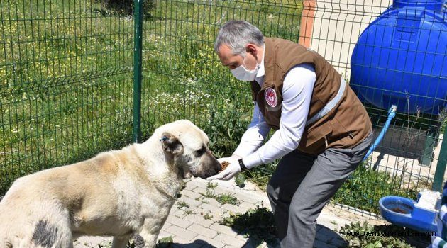 TARIM VE ORMAN EKİPLERİ  SOKAK HAYVANLARINA MAMA VE BIRAKTI