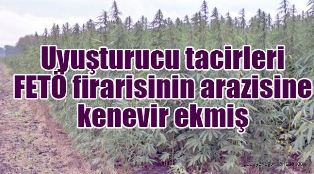 Uyuşturucu tacirleri FETÖ firarisinin arazisine kenevir ekmiş