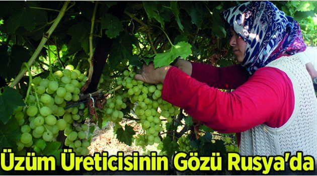 Üzüm Üreticisinin Gözü Rusya