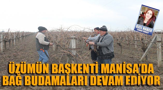 ÜZÜMÜN BAŞKENTİ MANİSA’DA BAĞ BUDAMALARI DEVAM EDİYOR