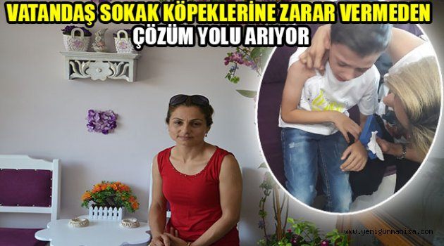 VATANDAŞ SOKAK KÖPEKLERİNE ZARAR VERMEDEN ÇÖZÜM YOLU ARIYOR