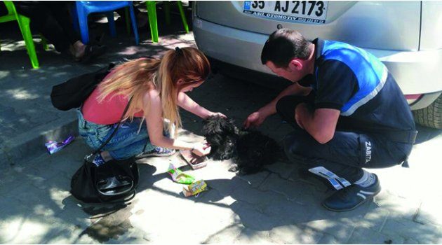 Yaralı Köpeğe Zabıtadan Ambulans Hizmeti