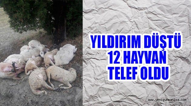 YILDIRIM DÜŞTÜ 12 HAYVAN TELEF OLDU