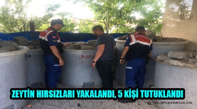 ZEYTİN HIRSIZLARI YAKALANDI, 5 KİŞİ TUTUKLANDI