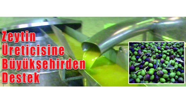 Zeytin Üreticisine Büyükşehirden Destek